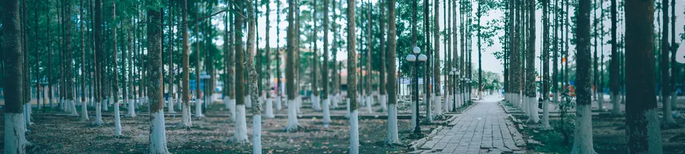 Serving the Unique Mold Remediation Needs of Silver Springs — Silver Springs, NV